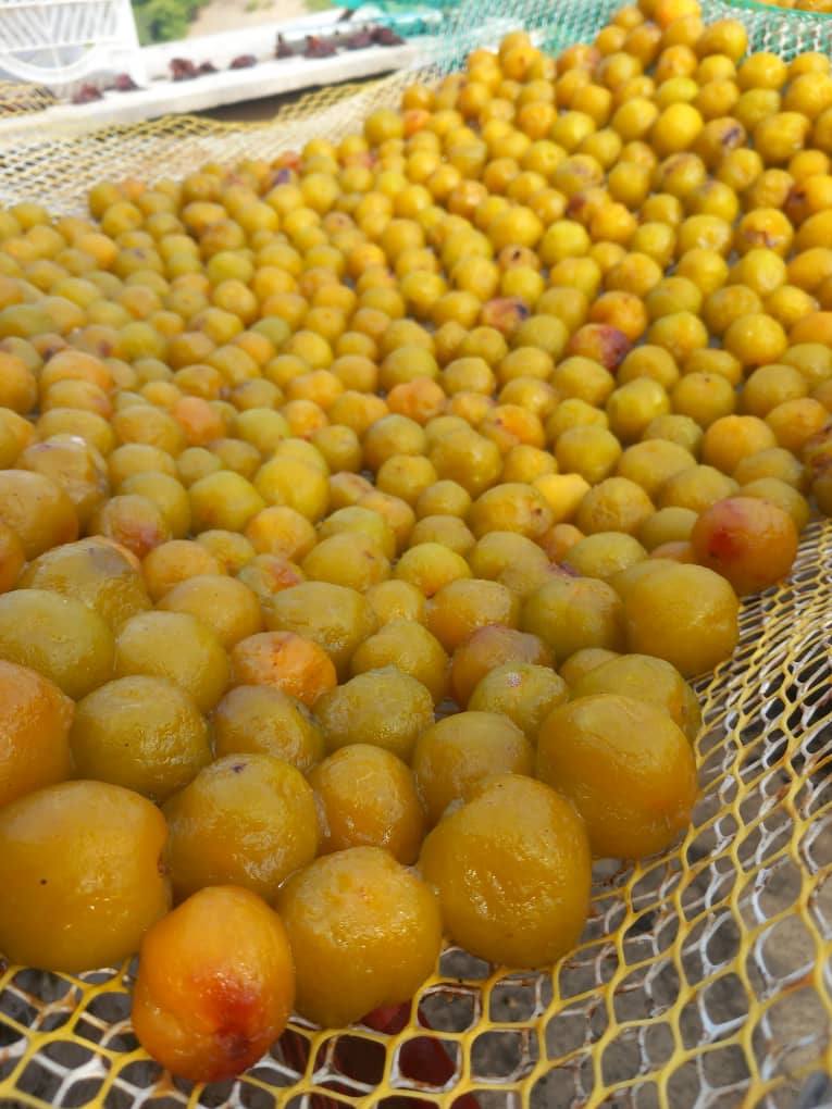 آلوی ارگانیک درجه یک